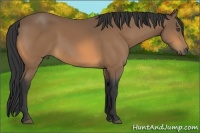 Horse Color:Buckskin 