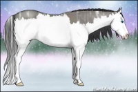 Horse Color:Grullo Ice Sabino Splash