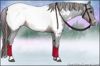 Horse Color:Brown Appaloosa