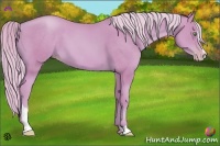 Horse Color:Watercolor Gold Cream Champagne Sabino 
