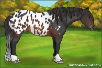 Horse Color:Brown Appaloosa 