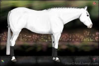 Horse Color:Black Ice Tobiano Appaloosa 