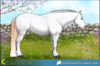 Horse Color:White Spotted Bay Dun Appaloosa 