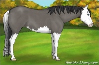 Horse Color:Grullo Roan Splash 