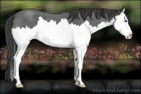 Horse Color:Smoky Blue Roan Splash