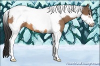 Horse Color:Buckskin Tobiano Frame 