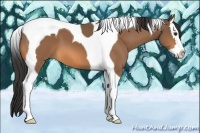 Horse Color:Buckskin Splash Tobiano 