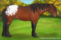 Horse Color:Brown Appaloosa