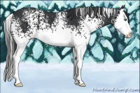 Horse Color:White Spotted Black Splash