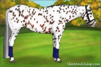Horse Color:White Spotted Bay Appaloosa