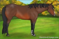 Horse Color:Bay Sabino 