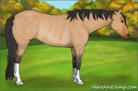 Horse Color:Bay Dun Rabicano 