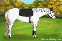 Horse Color:Chestnut Appaloosa Rabicano