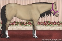Horse Color:White Spotted Classic Champagne Dun Sabino