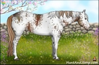 Horse Color:White Spotted Liver Chestnut