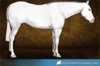 Horse Color:Gold Cream Champagne Splash Appaloosa 