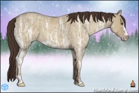 Horse Color:Classic Champagne Ice Dun Frame 