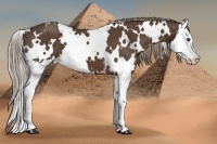 Horse Color:White Spotted Liver Chestnut Splash 