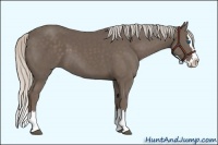 Horse Color:Silver Black Sabino Splash