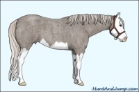 Horse Color:Silver Blue Roan Sabino Splash 