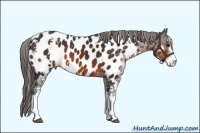 Horse Color:Brown Sabino Appaloosa 