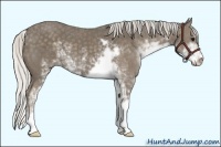 Horse Color:Silver Smoky Black Sabino 