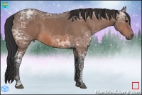 Horse Color:Bay Ice  Brindle