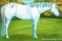 Horse Color:Thunderstruck Amber Champagne Ice Appaloosa