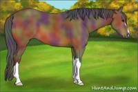Horse Color:Nacre Bay 