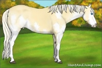 Horse Color:Palomino Roan Splash