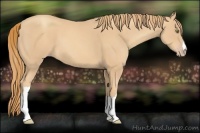 Horse Color:Gold Champagne 