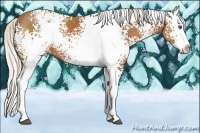 Horse Color:White Spotted Silver Bay Splash