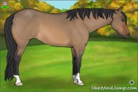Horse Color:Bay Roan Dun