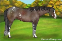 Horse Color:Bay Sabino Splash Appaloosa Rabicano