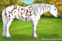 Horse Color:Silver Brown Splash Appaloosa 