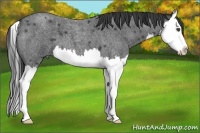 Horse Color:Smoky Blue Roan Splash