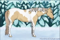 Horse Color:Palomino Dun Tobiano