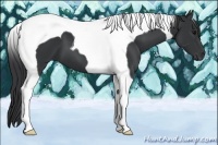 Horse Color:Black Tobiano 