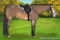 Horse Color:Buckskin Roan Splash Frame