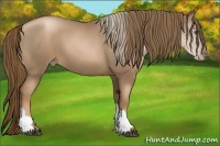 Horse Color:Liver Chestnut Pearl 