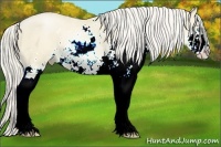 Horse Color:Palomino Pearl Sabino 