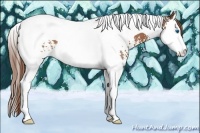 Horse Color:White Spotted Chestnut Splash Tobiano 