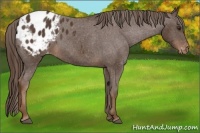 Horse Color:Liver Chestnut Sabino Appaloosa Rabicano
