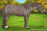 Horse Color:Liver Chestnut Sabino Appaloosa Rabicano