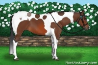 Horse Color:Bay Tobiano 