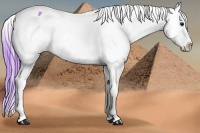 Horse Color:Watercolor Bay Appaloosa 