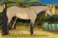 Horse Color:Buckskin Dun 