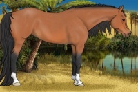 Horse Color:Bay Roan 
