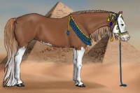 Horse Color:Chestnut Splash 