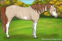 Horse Color:Red Dun Roan Splash Frame Rabicano 